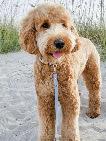 Goldendoodle Dog | Diamond Painting