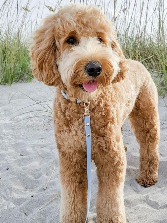 Goldendoodle Dog | Diamond Painting