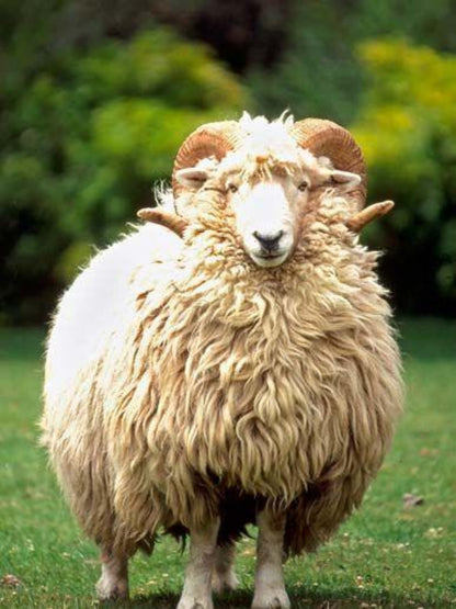 Sheep | Diamond Painting