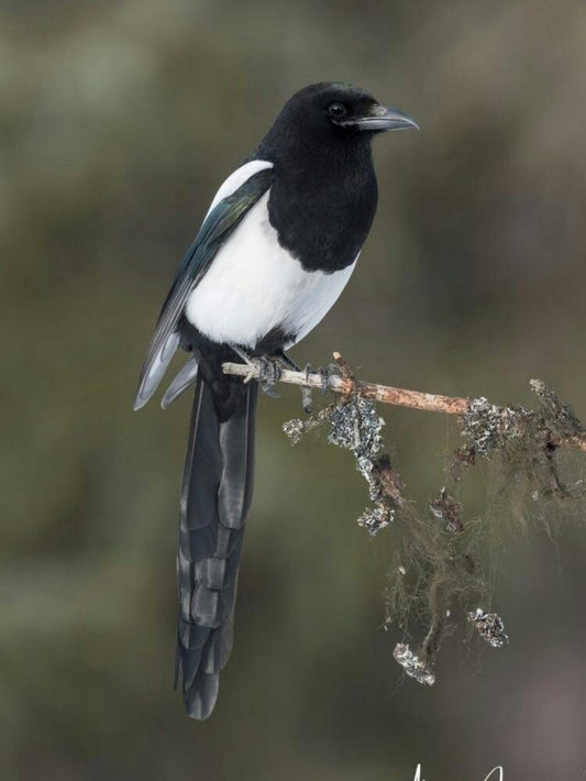 Magpie | Diamond Painting