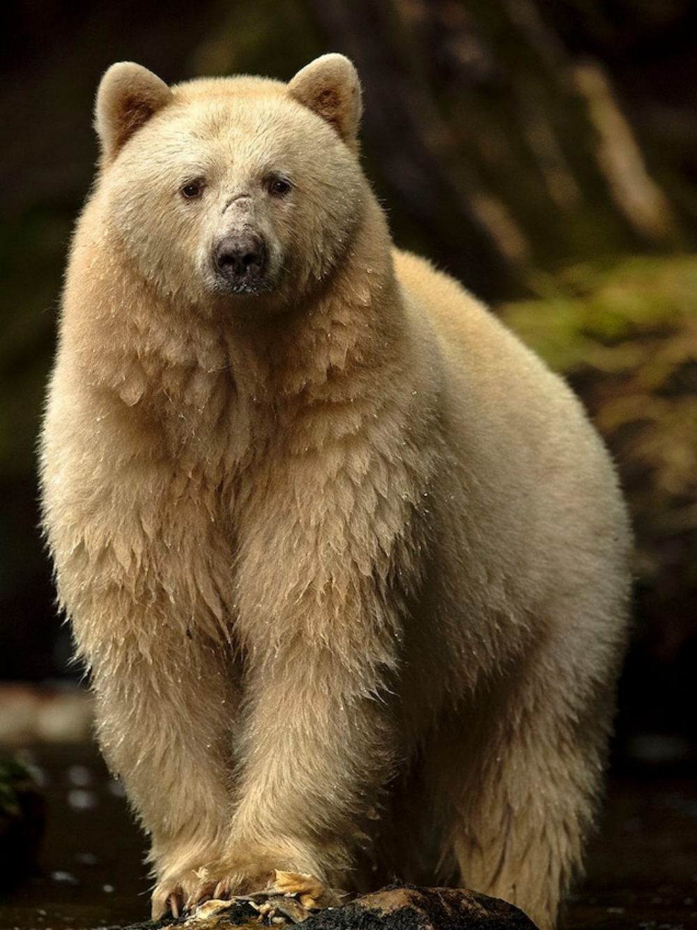 Polar Bear | Diamond Painting