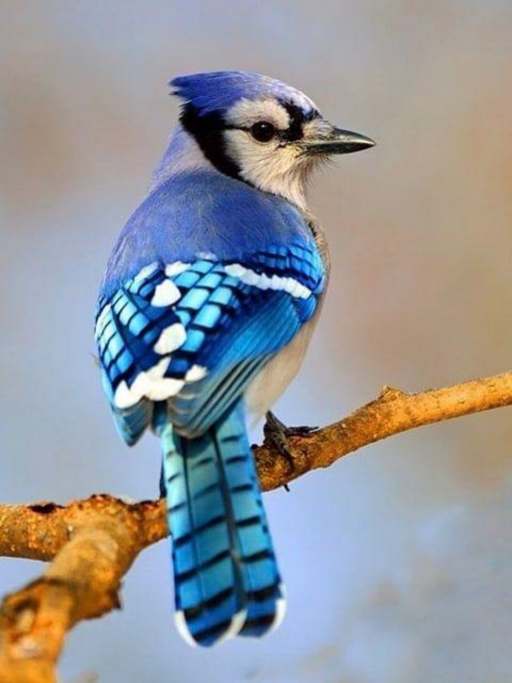 Blue Jay | Diamond Painting