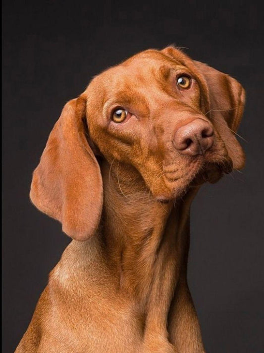 Weimaraner Dog | Diamond Painting