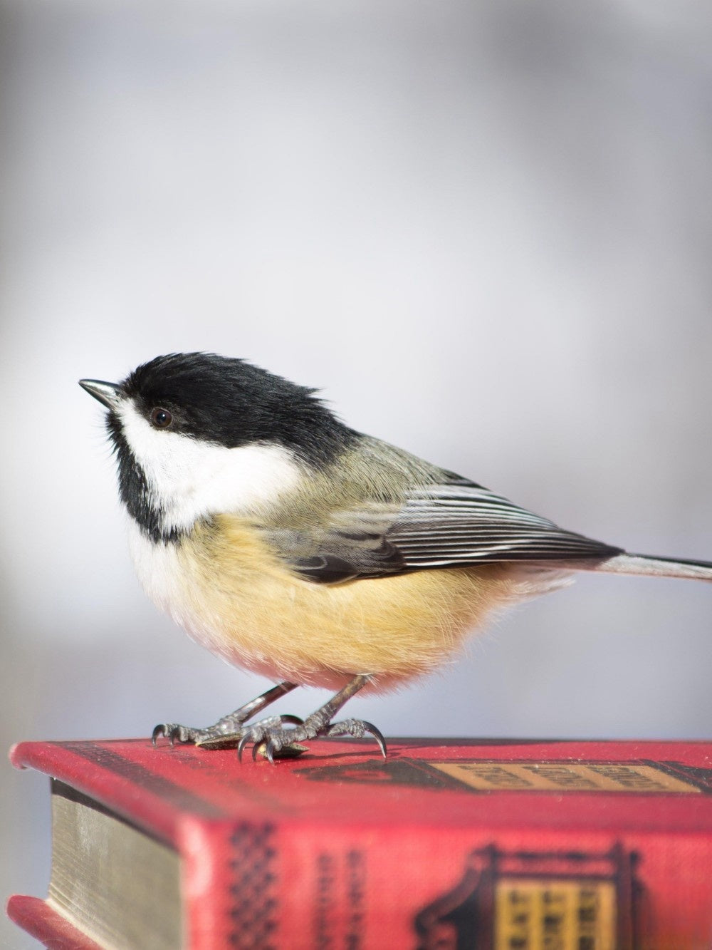 Chickadee | Diamond Painting