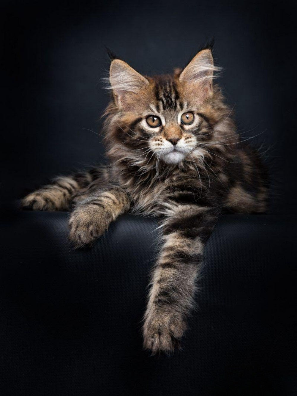 Maine Coon | Diamond Painting