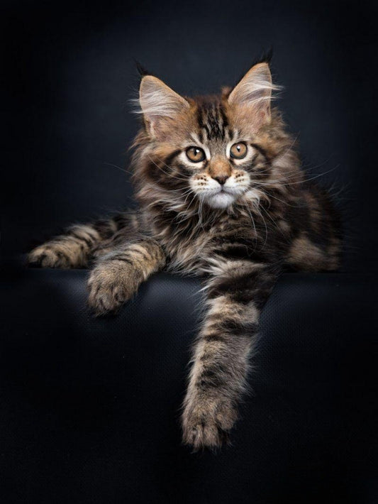 Maine Coon | Diamond Painting