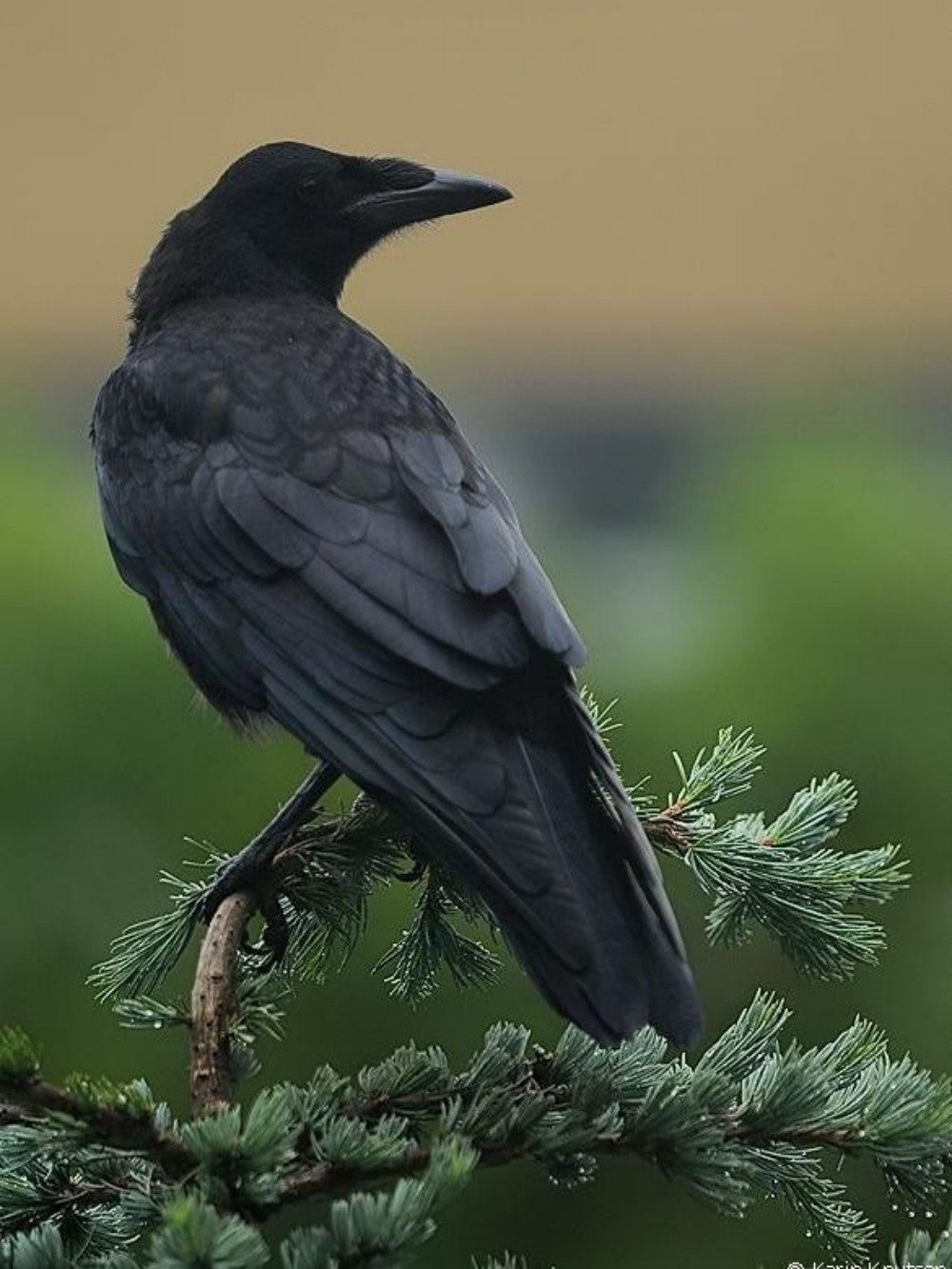 Crow | Diamond Painting