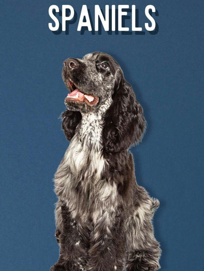 English Springer Spaniel Dog | Diamond Painting