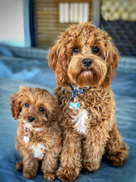 Cavapoo Dog | Diamond Painting