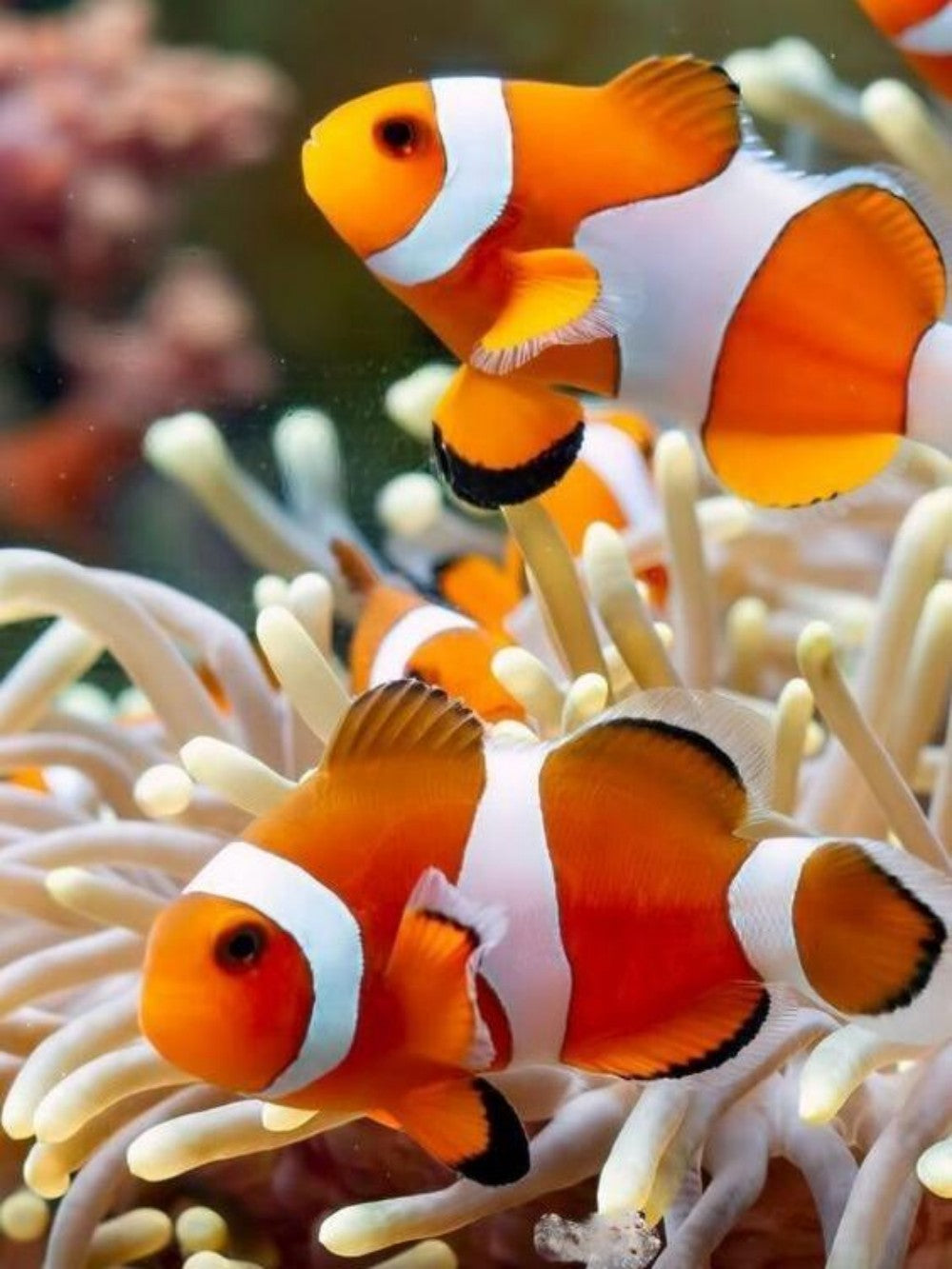 Clown Fish | Diamond Painting