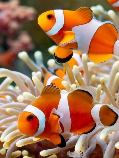 Clown Fish | Diamond Painting