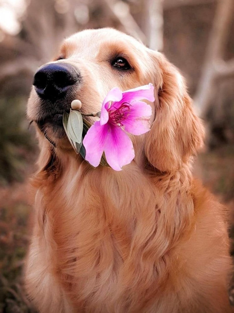 Golden Retriever Dog | Diamond Painting