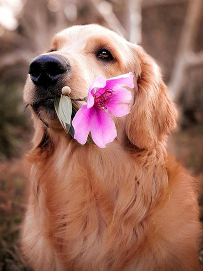 Golden Retriever Dog | Diamond Painting