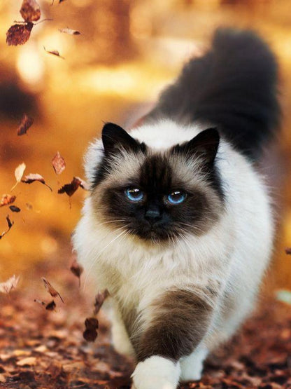 Siamese Cat | Diamond Painting