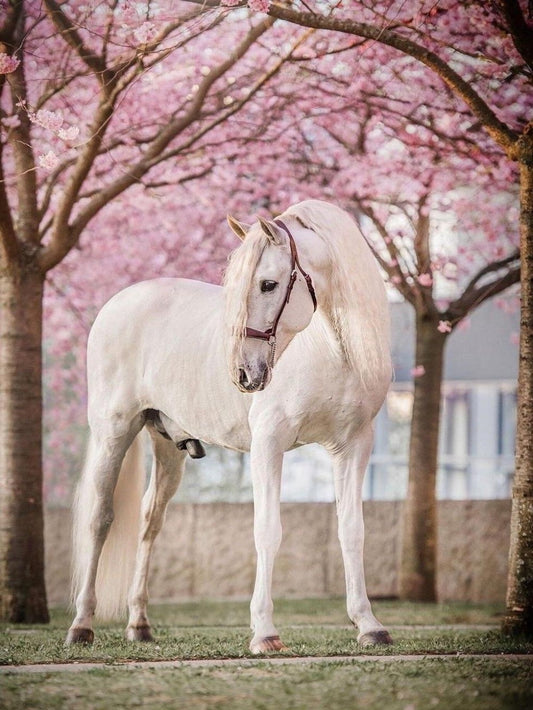 Horse | Diamond Painting