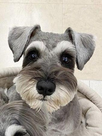 Dog Schnauzer | Diamond Painting