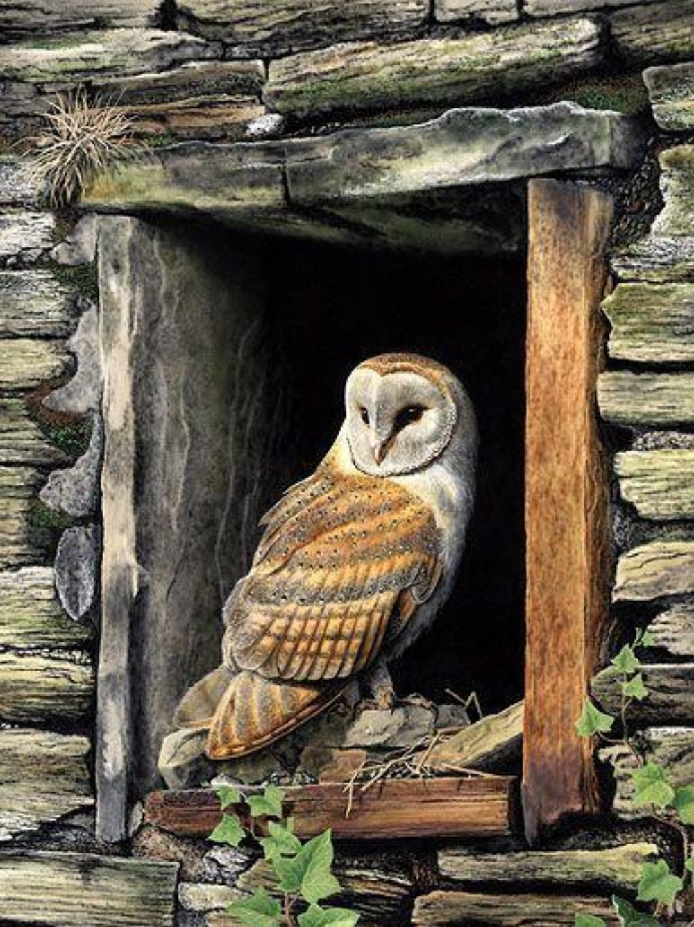 Barn Owl | Diamond Painting