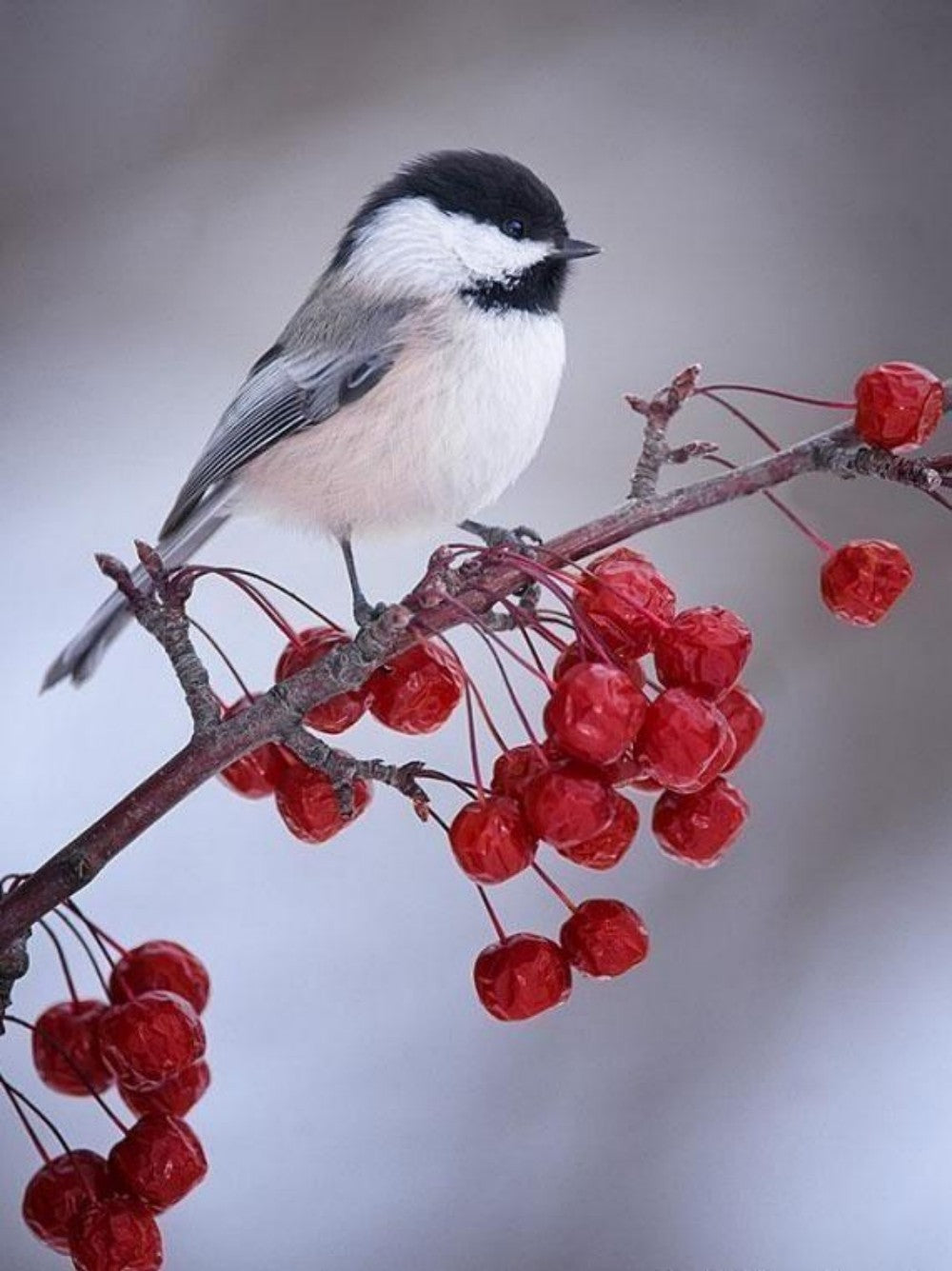 Chickadee | Diamond Painting