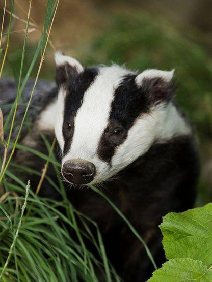 Badger | Diamond Painting