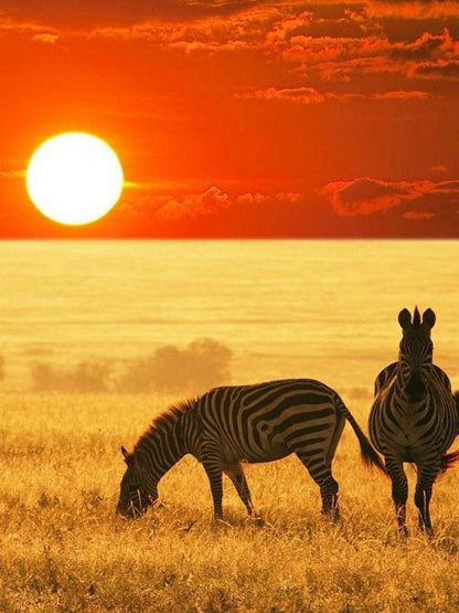 Zebra | Diamond Painting