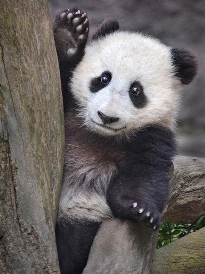 Panda | Diamond Painting