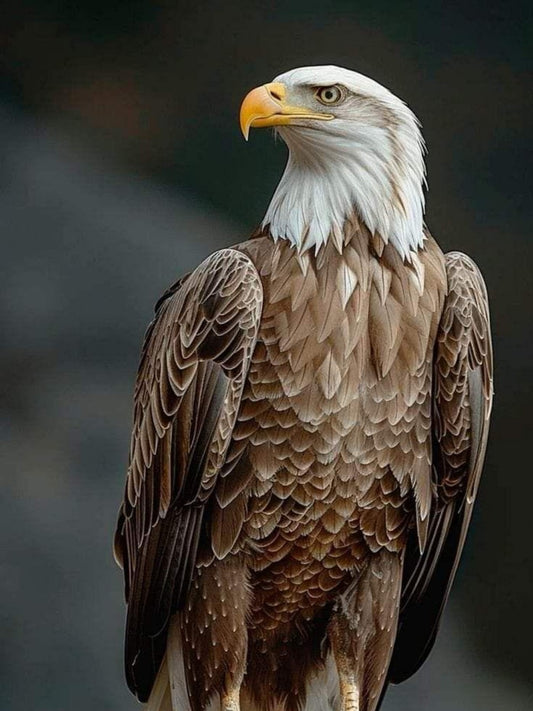 Eagle | Diamond Painting