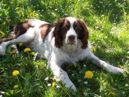 English Springer Spaniel Dog | Diamond Painting