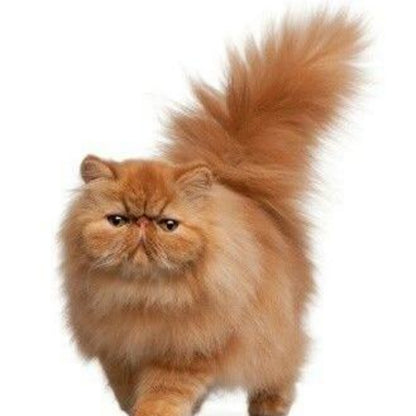 Persian Cat | Diamond Painting