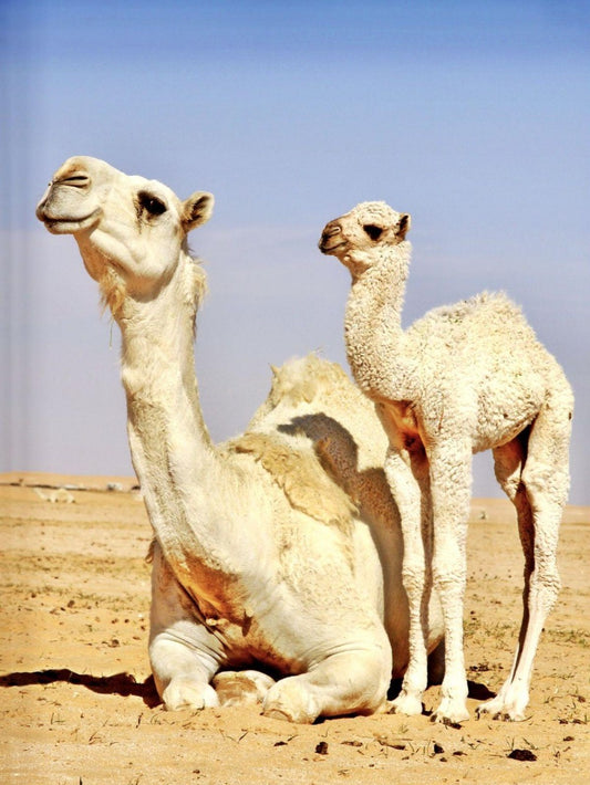 Camel | Diamond Painting