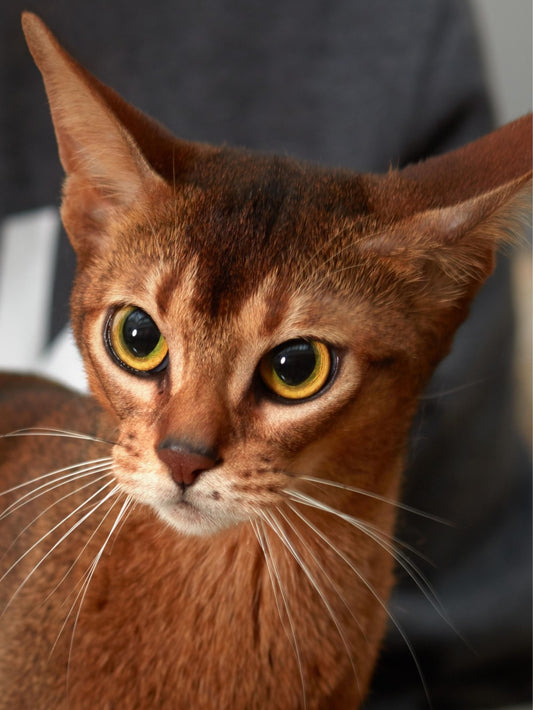Abyssinian Cat | Diamond Painting
