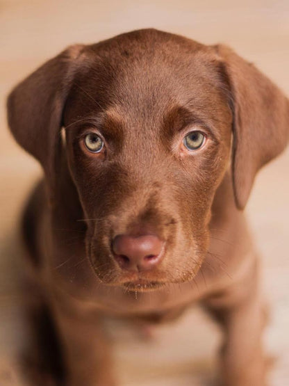 Chocolate Labrador Dog | Diamond Painting