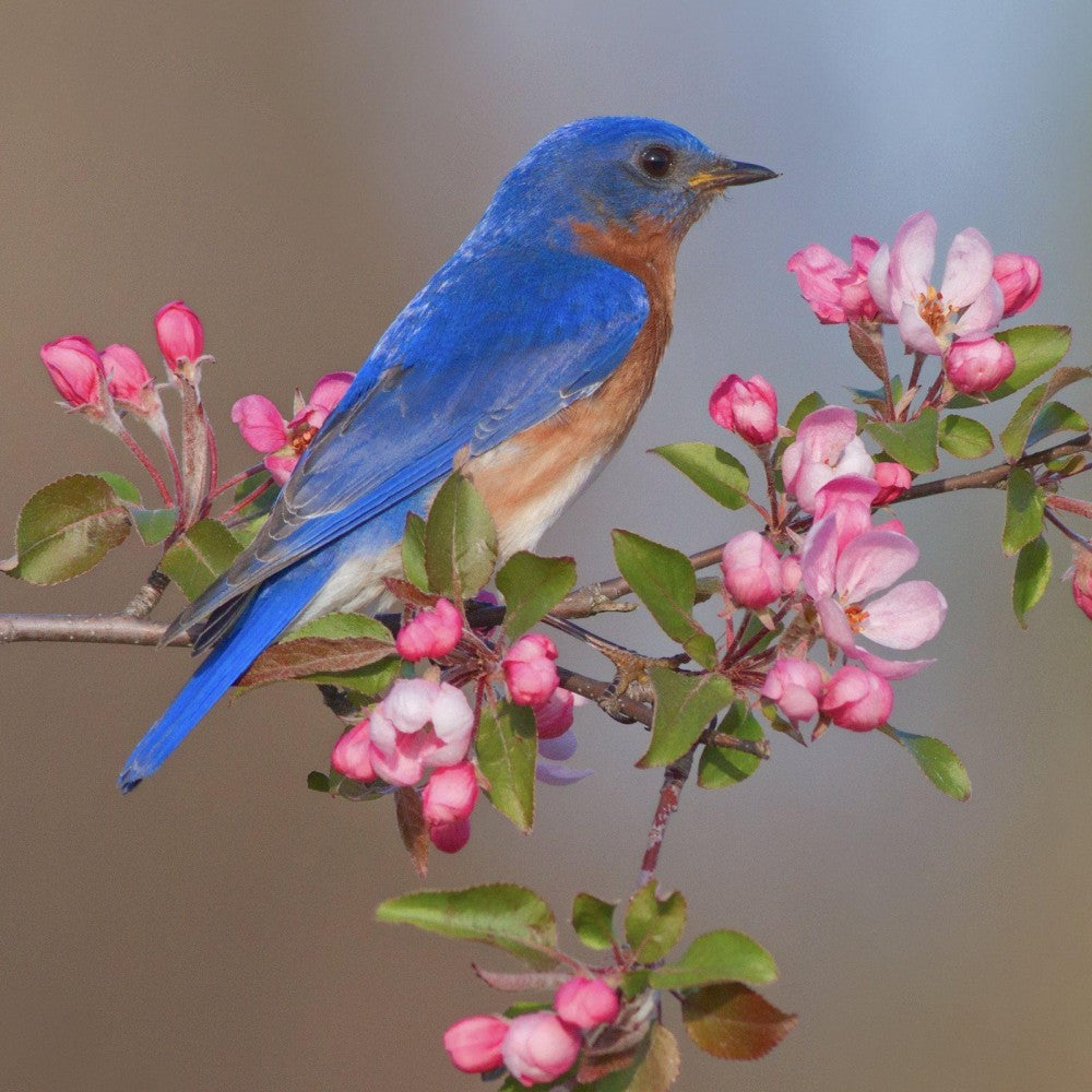 Birds and Flowers | Diamond Painting