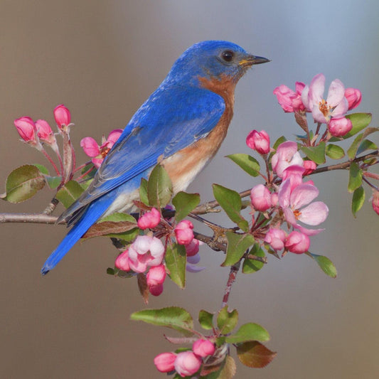 Birds and Flowers | Diamond Painting