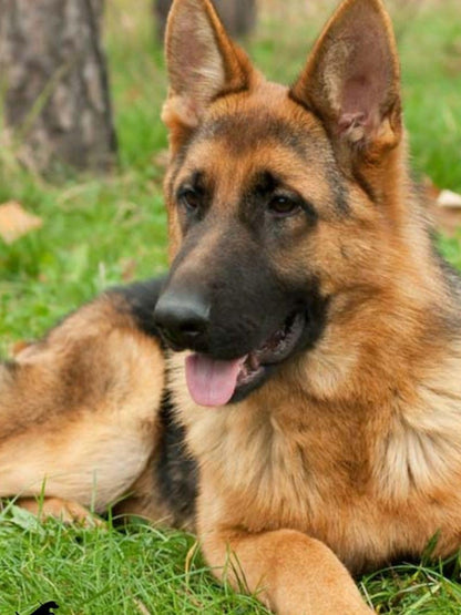 Dog German Shepherd | Diamond Painting