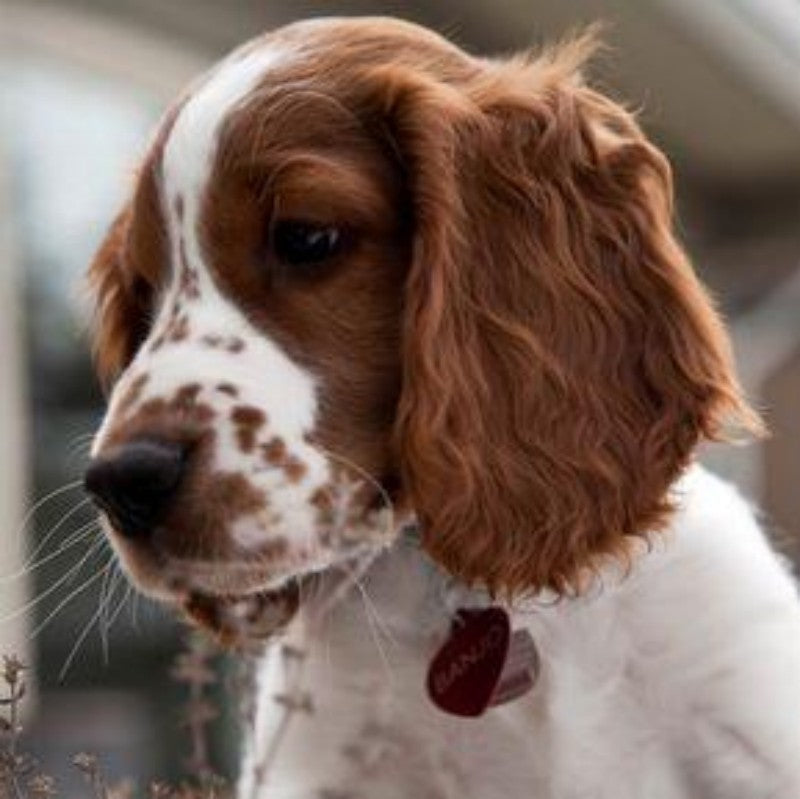 Brittany Spaniel Dog | Diamond Painting