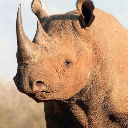 Rhino | Diamond Painting