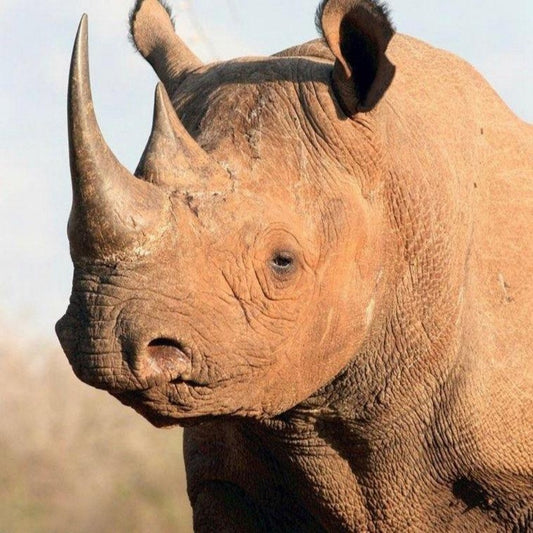 Rhino | Diamond Painting