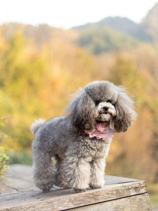 Poodle Dog | Diamond Painting