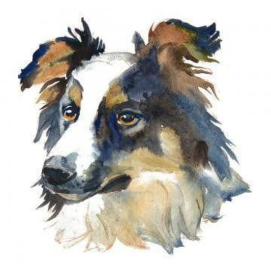 Dog Border Collie | Diamond Painting