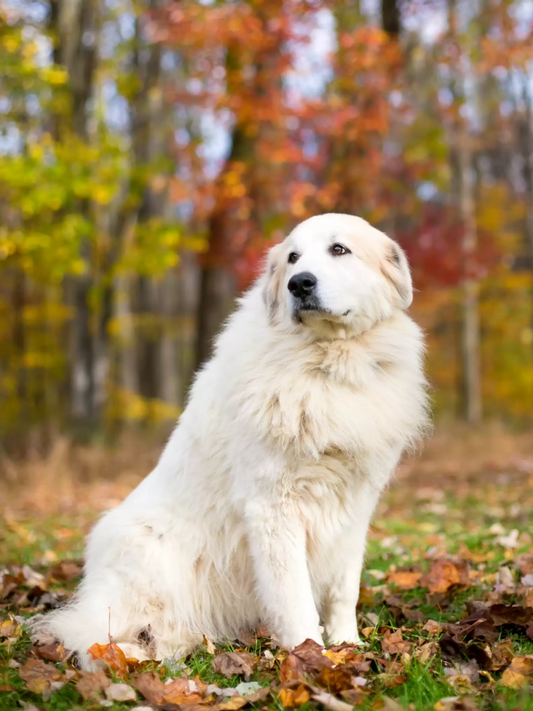 Great Pyrenees Dog | Diamond Painting