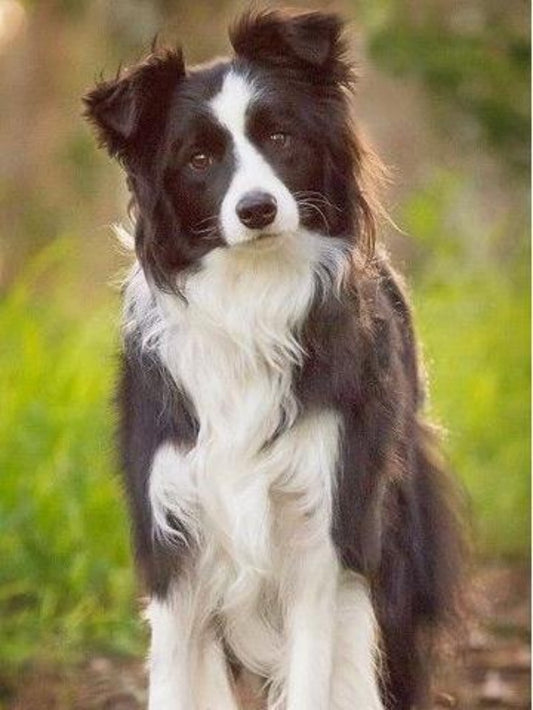 Dog Border Collie | Diamond Painting