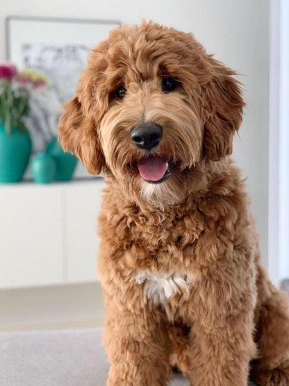 Goldendoodle Dog | Diamond Painting