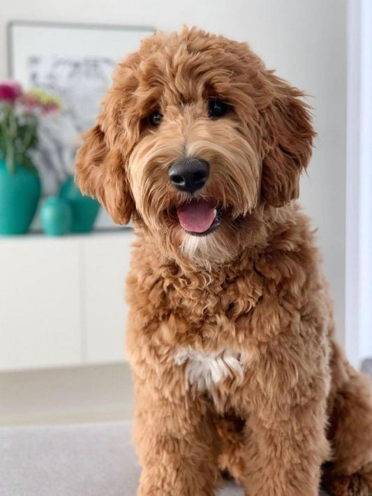 Goldendoodle Dog | Diamond Painting