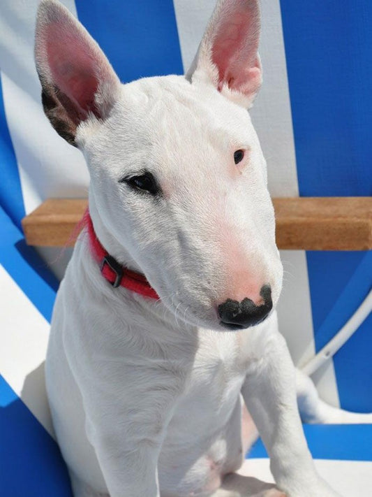 English Bull Terrier Dog | Diamond Painting