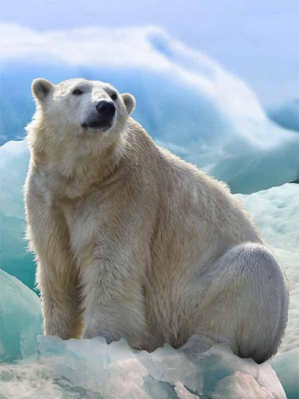 Polar Bear | Diamond Painting