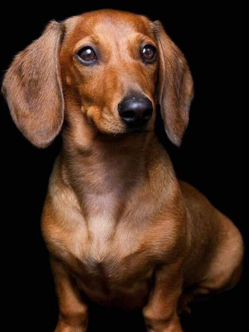 Dachshund Dog | Diamond Painting