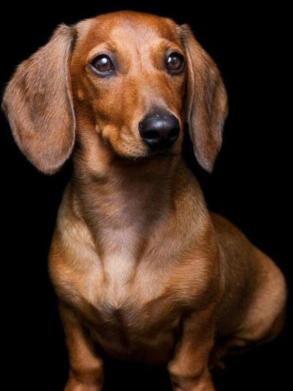 Dachshund Dog | Diamond Painting
