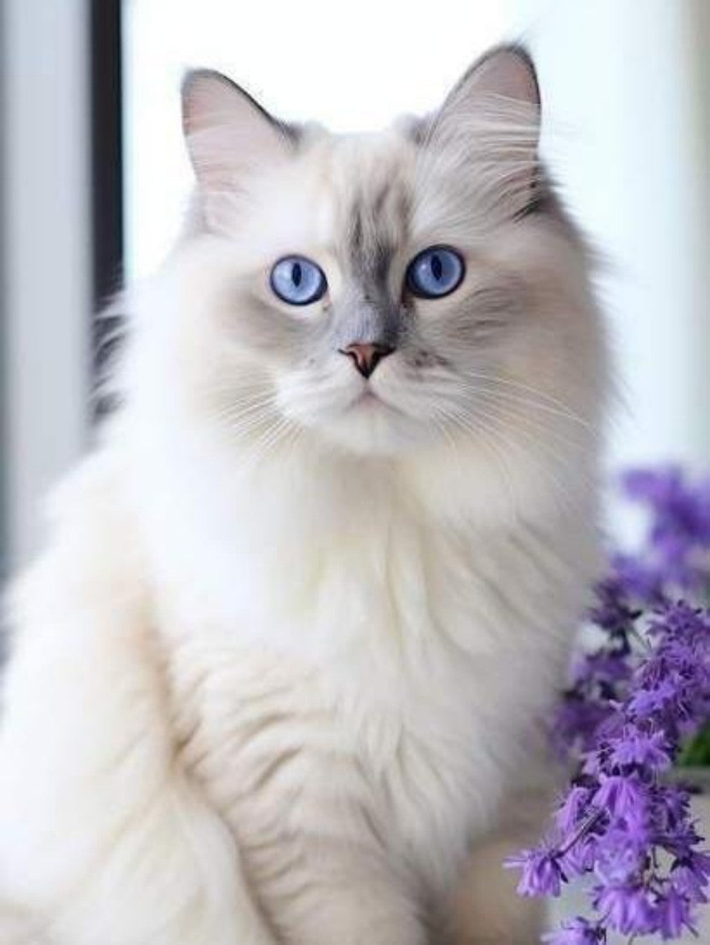 Ragdoll Cat | Diamond Painting