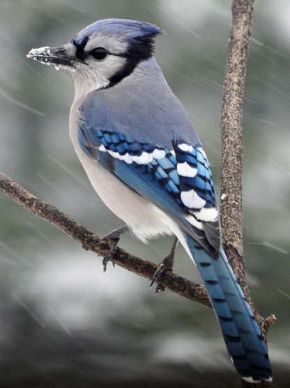 Blue Jay | Diamond Painting