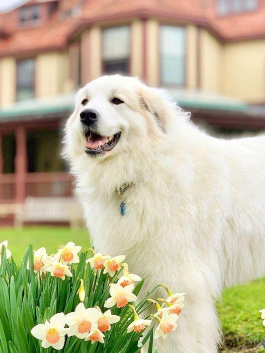 Great Pyrenees Dog | Diamond Painting